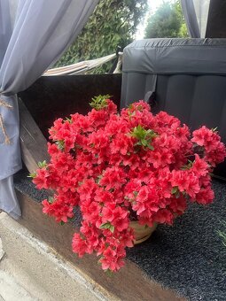 Bonsaj,bonsai Japonská Azalka - 4