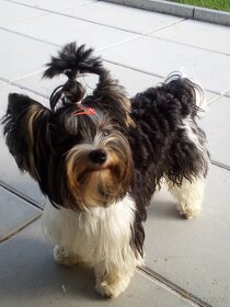 Biewer Terier na krytí - 4