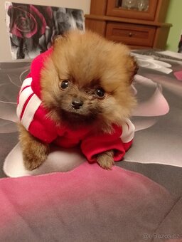 Pomeranian mini - 4