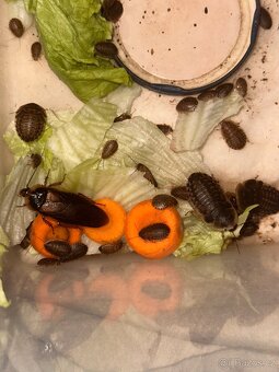 Šváb argentinský- krmní švábi - 4