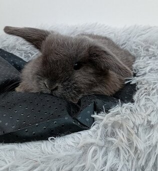 Zakrslý beránek G1 - 4