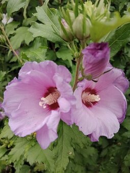 Venkovní ibišek - 4