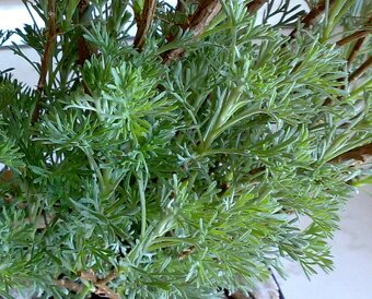 Pelyněk brotan - Artemisia abrotanum - tříletý keř - 4