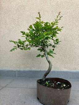 Bonsai, Bonsaj, jamadori, hloh - 4