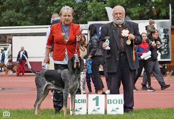 Velký gaskonský pes s PP FCI jako bracco italiano bloodhound - 4