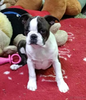 Boston,Bostonský teriér,Boston Terrier s PP - 4