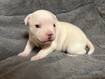 Štěňátko stafordšírský bulteriér s PP pes - 4