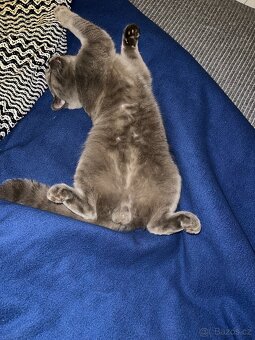 Krytí britský kocour - 4