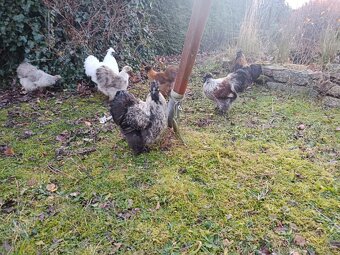 Hedvabnička zdrobnělá - 4