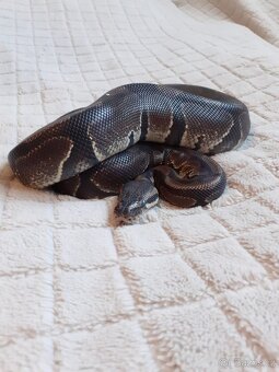 Užovky červené, krajta královská - 4