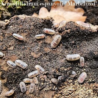 ISOPODY balíčky - Fauna trhy Ostrava 14.12. - 4