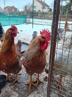 Bielefeldka rodobarvá velká - 4