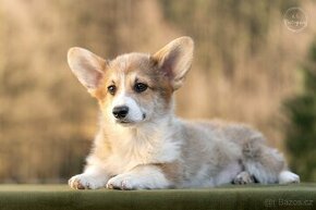 Welsh corgi pembroke s PP - 4