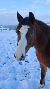 Klisna welsh pony of cob type - 4