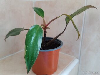 PHILODENDRON RŮŽOVÁ PRINCEZNA - 4