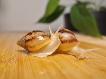 Lissachatina Fulica Jade - 4
