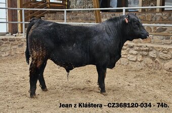 Plemenní býci Aberdeen Angus - II.turnus 2025 - 4