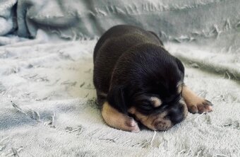 American Bully Pocket- Standart - 4