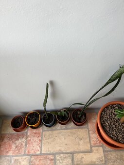 Pokojové rostliny - 4