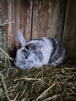 Zakrslý krávlík - 4