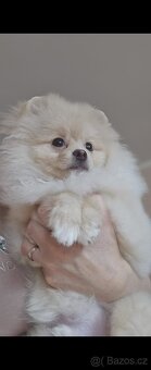 Pomeranian mini - 4