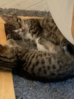 Sibiřská kočka - koťata 🐈 - 4