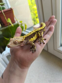 Pagekon řasnatý 1.0 LW - 4