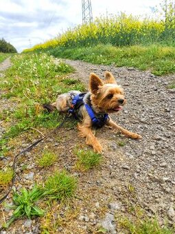 Jorkšírský teriér - krytí/připuštění, NENÍ NA PRODEJ - 4