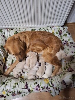 Zlatý retrívr - 4