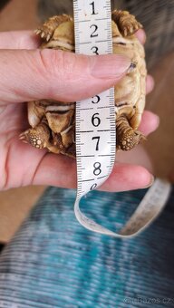 Zelva pardali 2024 - 4