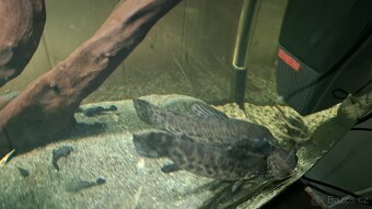 Panceřniček kropenaty - 4