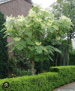 Arálie štíhlá (Aralia elata) - 4