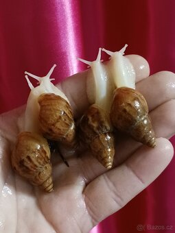 Afričtí šnečci - 4