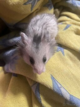 Křeček syrský - 4