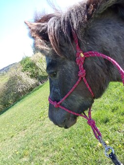 Prodám pony klisnu - včetně vybavení - 4