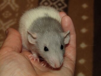 Dumbo, rex - mláďata potkánků s výpisem předků - 4