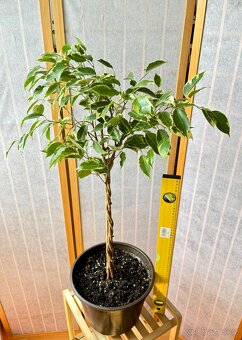 Ficus benjamina - 4