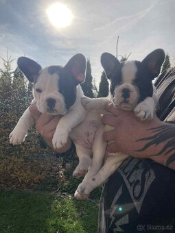 Francouzský buldoček bez PP - 4
