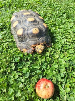 Želva Uhliřska - 4