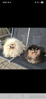 Daruji 2 psi kluky - 4