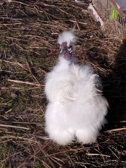 Hedvábnička dva holokrký kohouti - 4