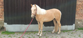 PRODÁM KOBYLKU ČESKÝ SPORTOVNÍ PONY, NAROZENOU - 4