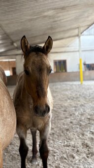 Hřebec appaloosa x QH - 4