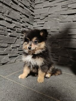 Pomeranian bez PP - 4
