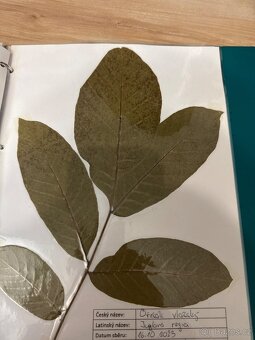 Herbář - 4