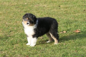 Australský ovčák s PP - 4