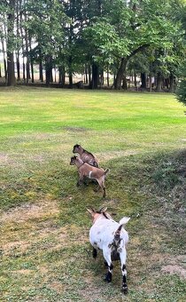 Holandská zakrslá kůzlata - 4