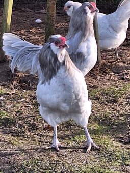 Prodám kohouty araukana lavendr - 4