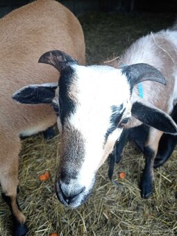 Kamerunský beránek - 4