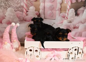 Jorkšírský teriér s PP - 4